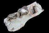 Oreodont Jaw Section With Teeth - South Dakota #82188-1